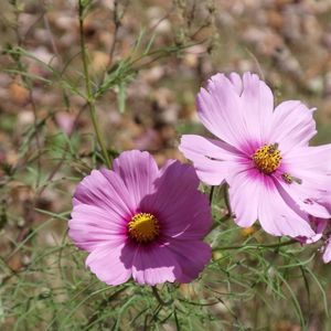 Meet your Posher, Janey